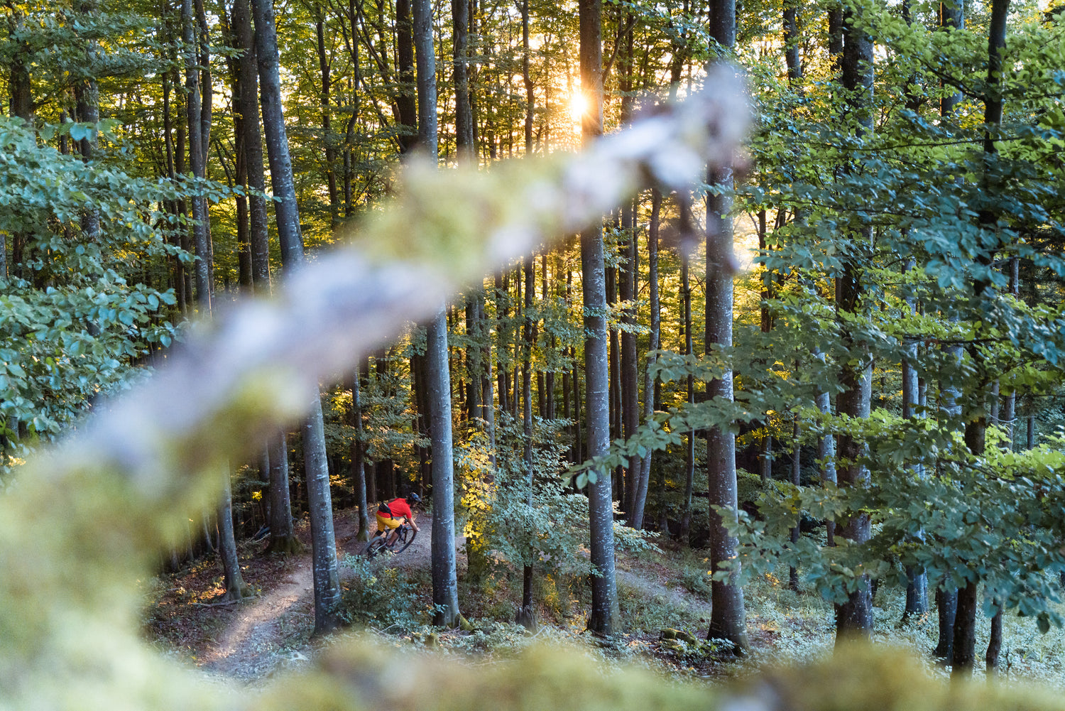 Roland Loipold in der Abendsonne am Salzburger ASKÖ Heuberg-Trail.